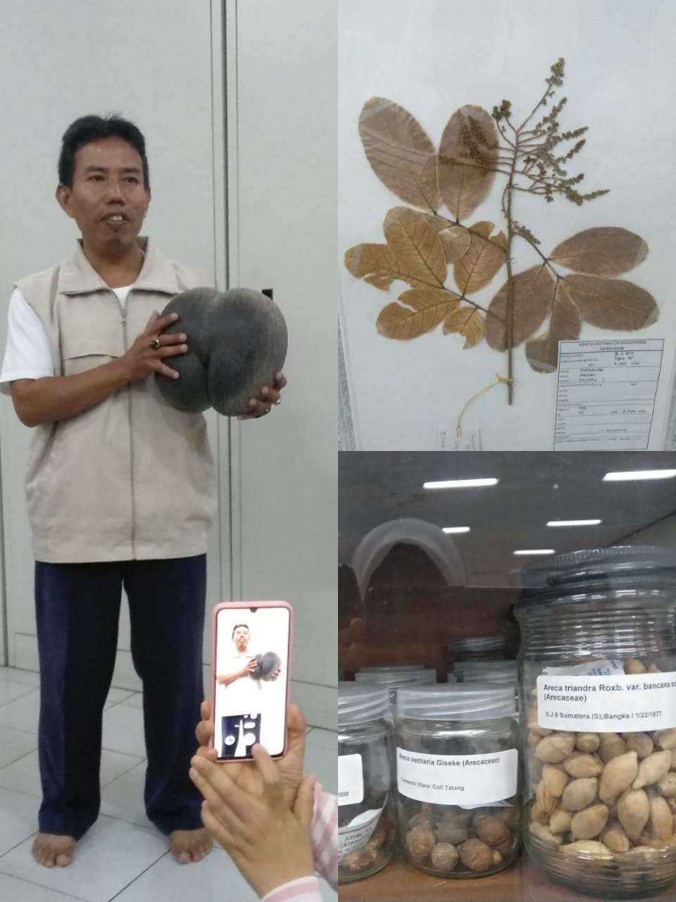 Herbarium di kebun raya Bogor